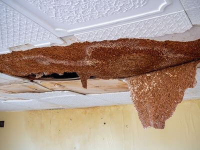 Professional water damage restoration services in london - Evergreen Recovery Group